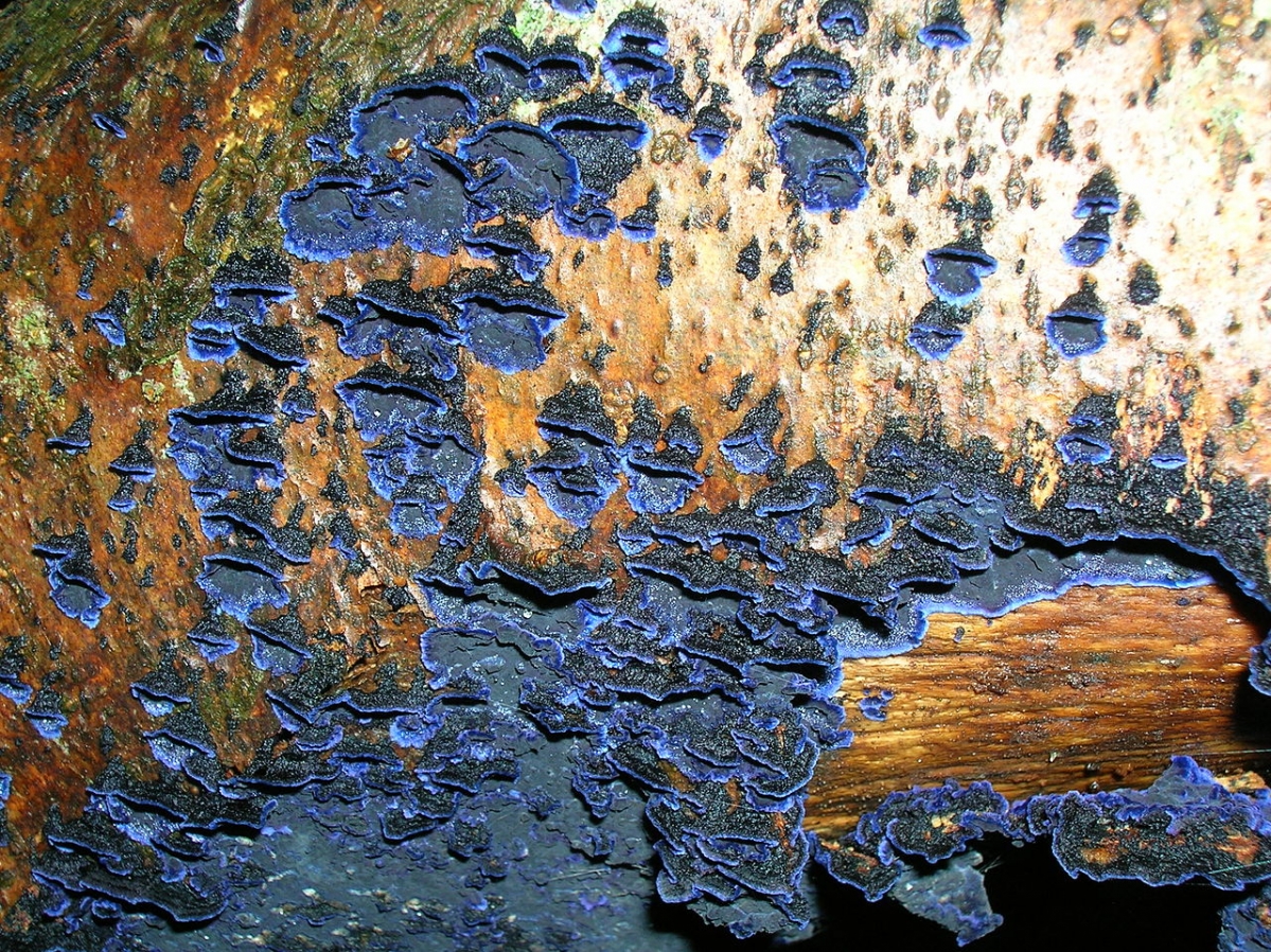 1280px-Pulcherricium_caeruleum,_Cobalt_Crust_fungus.JPG