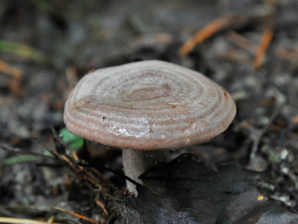 Lactarius_flexuosus_1_BVV_20110731.jpg