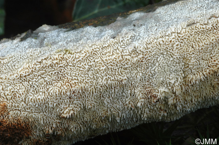 Schizopora paradoxa.JPG