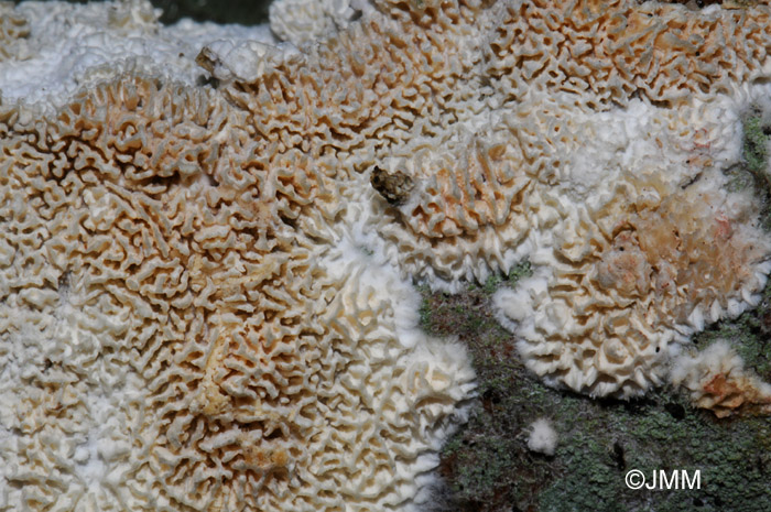 Schizopora paradoxa 6.JPG