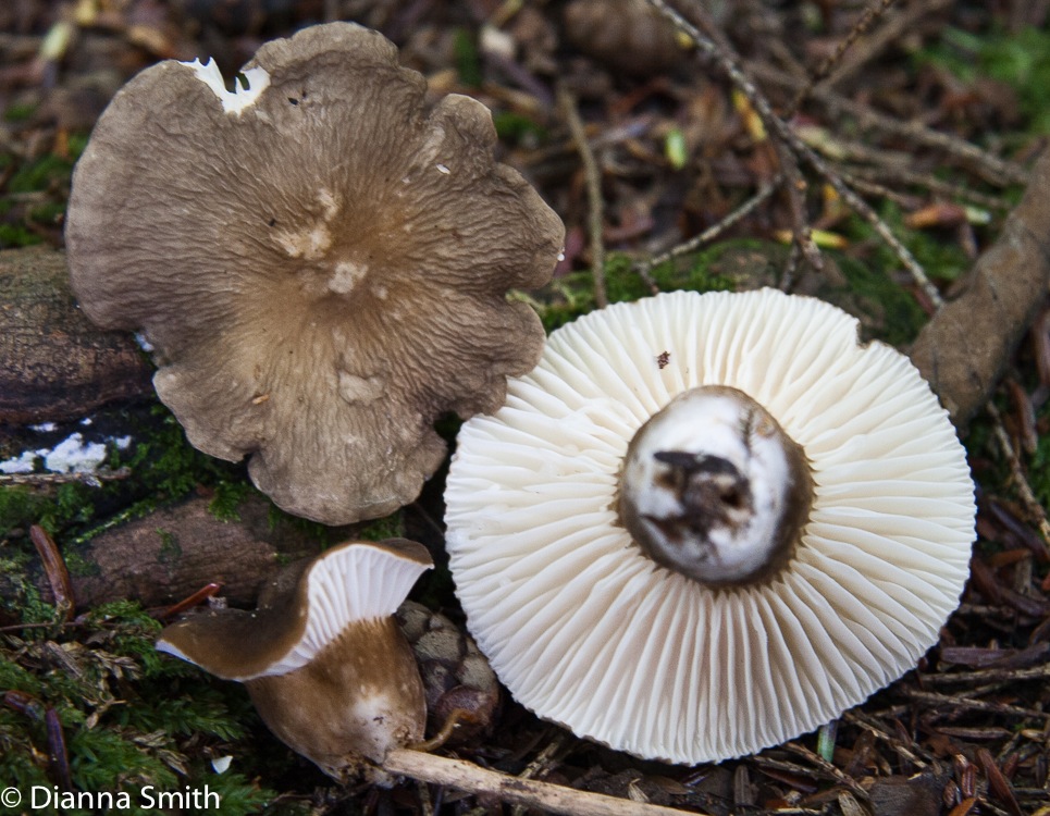 lactarius-gerardii5711_med_hr.jpeg