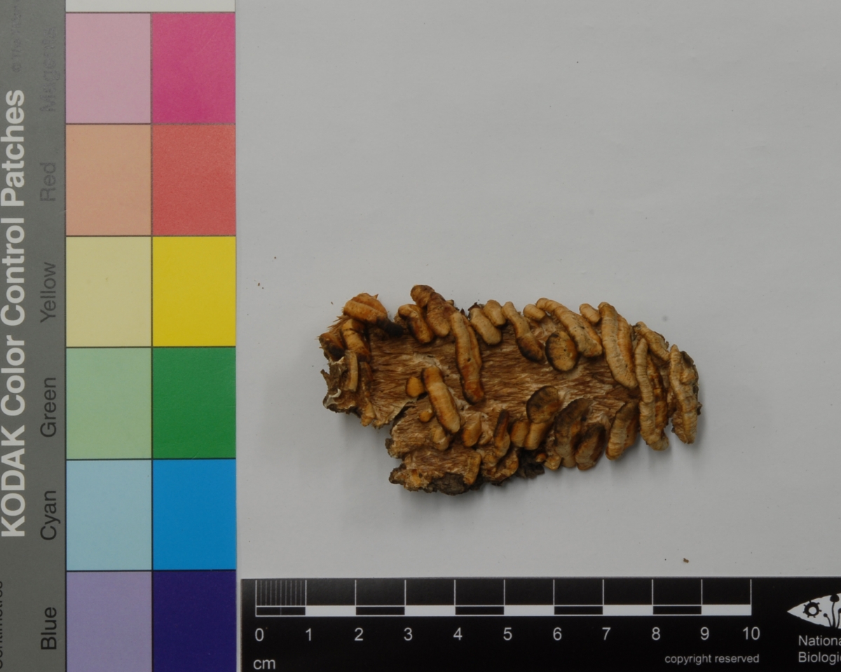 주홍털구름버섯(Cerrena aurantiopora J.S. Lee & Y.W. Lim).jpg