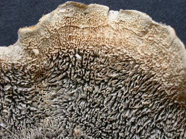 C unicolor teethGE.jpg