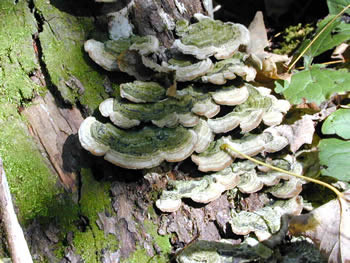 C unicolor habit tjv.jpg