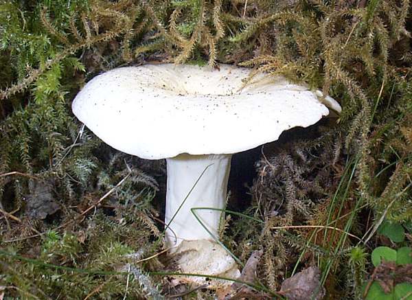 lactarius-piperatus1.jpg