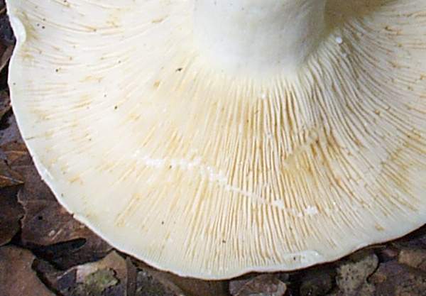 lactarius-piperatus2.jpg