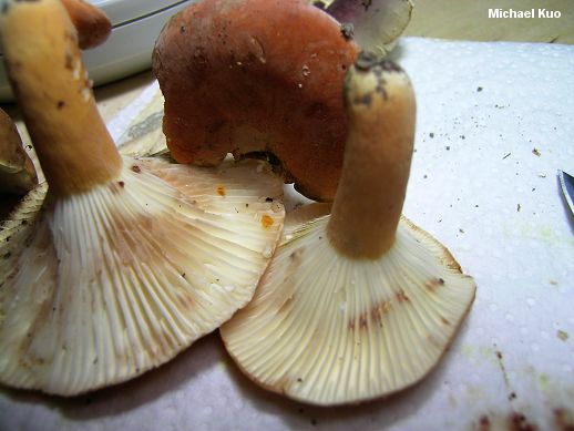 lactarius_hygrophoroides_06.jpg