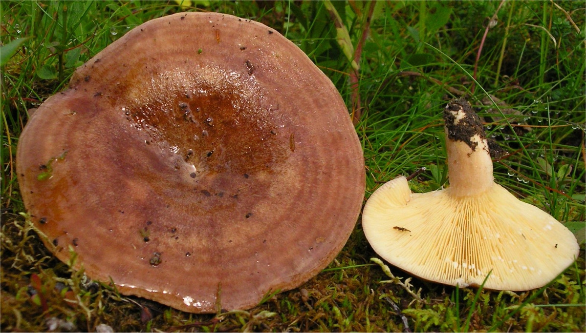 Lactarius_hysginus_72083.jpg
