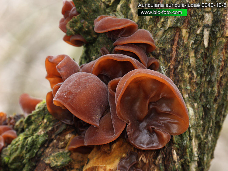 Auricularia-auricula-judae-0040.jpg