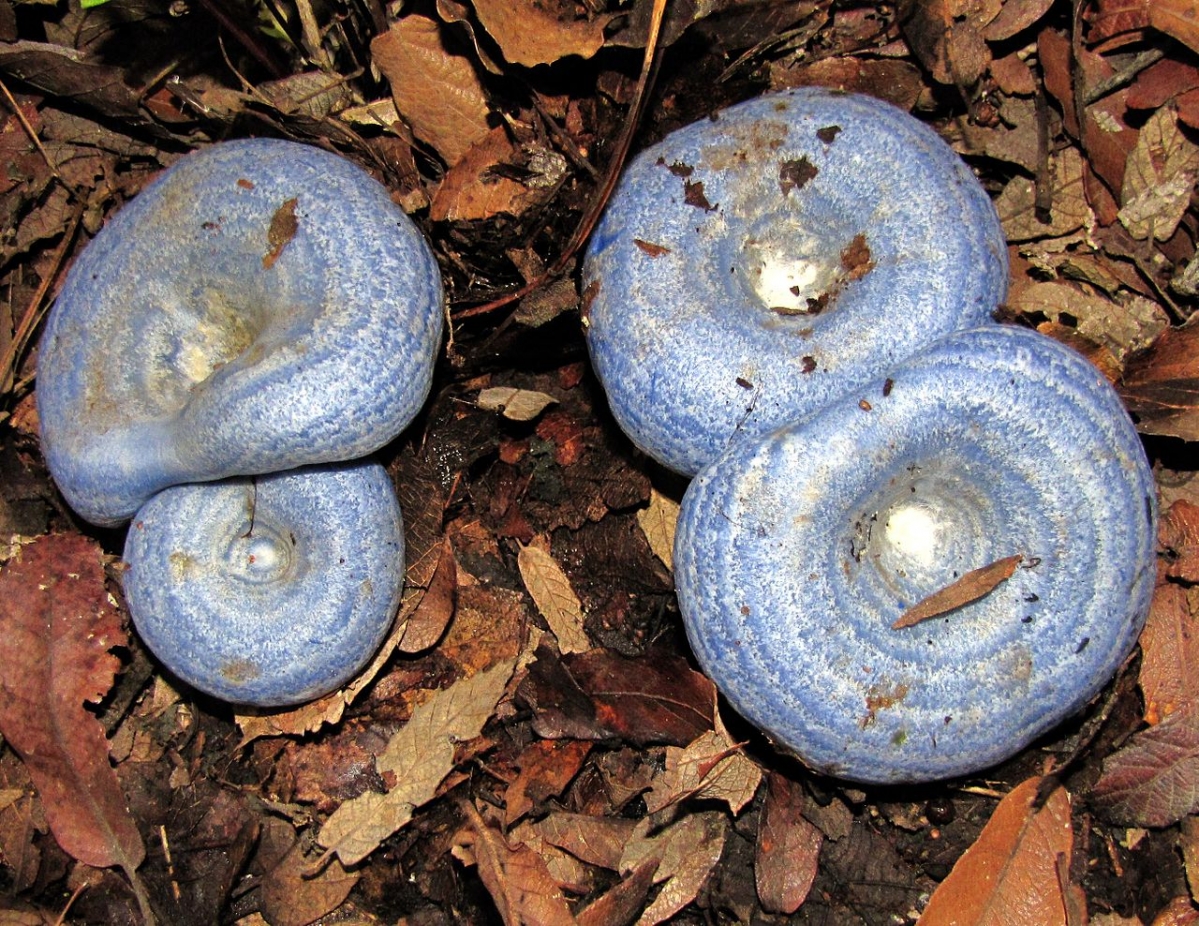 1280px-Lactarius_indigo_54015.jpg