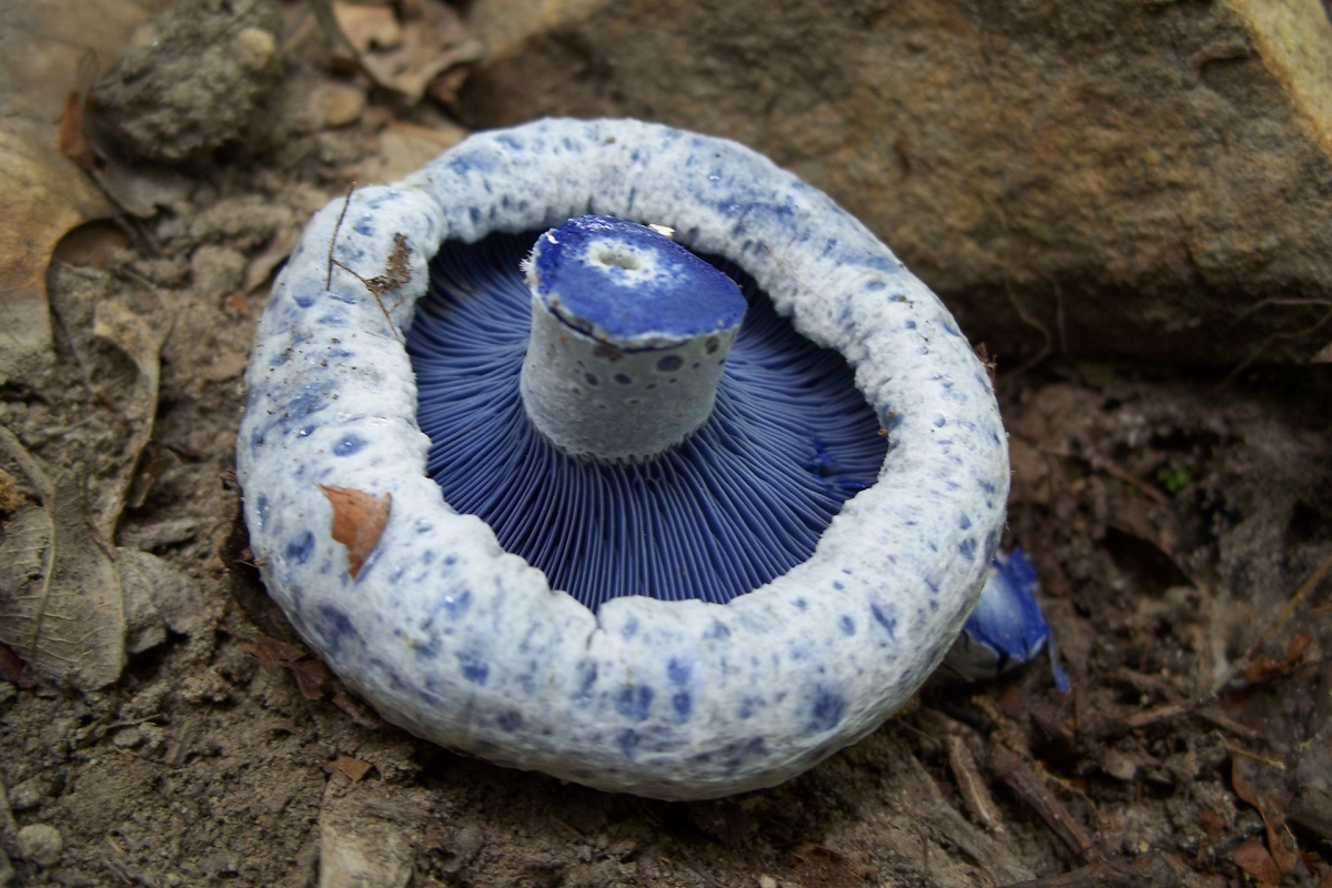 Lactarius_indigo_48609.jpg