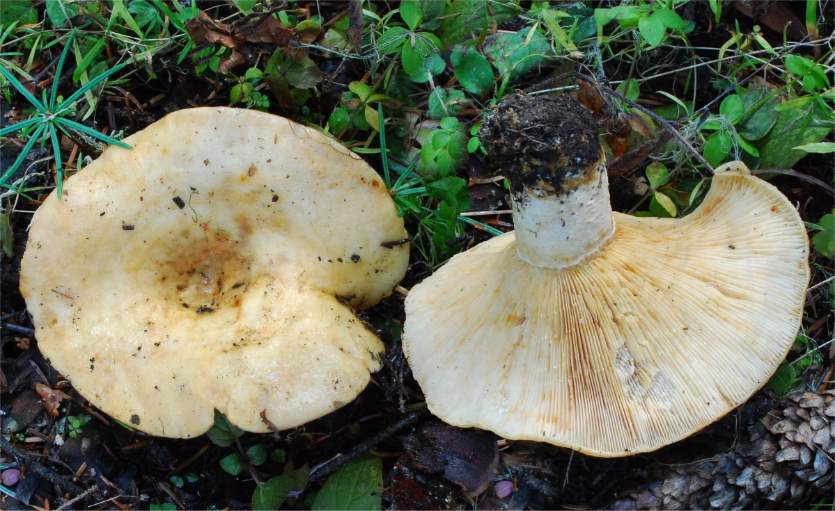 Lactarius intermedius.jpg