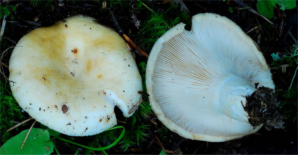 Lactarius intermedius 7930 Pirin -4.jpg