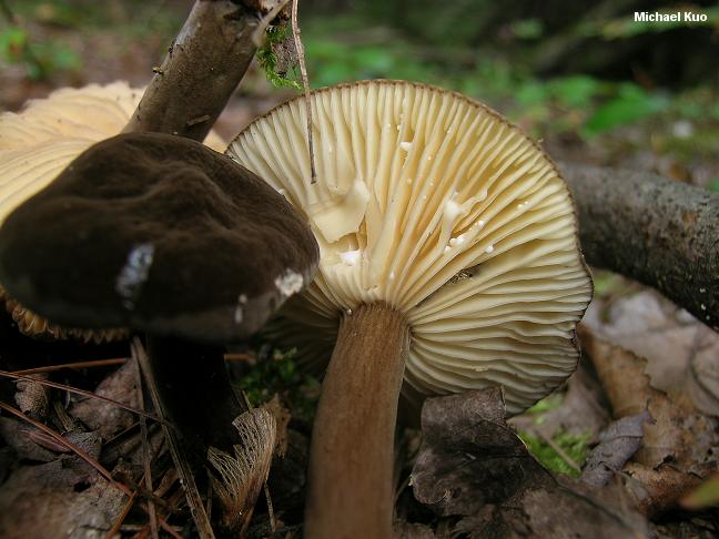lactarius_lignyotellus_01big.jpg