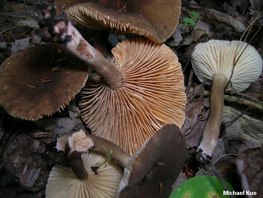 lactarius_lignyotus_01.jpg
