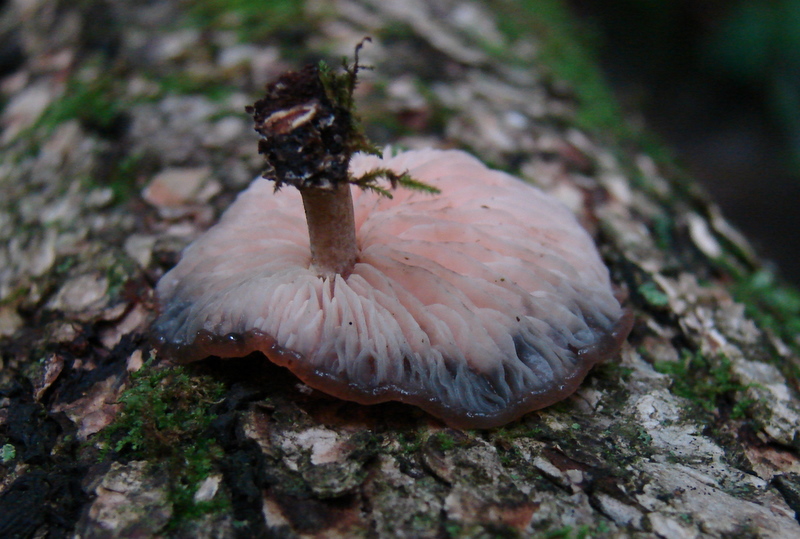 rhodotus_palmatus_86.JPG