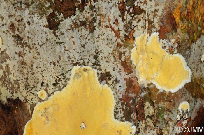 Botryobasidium medium et Gloiothele citrina 1.jpg