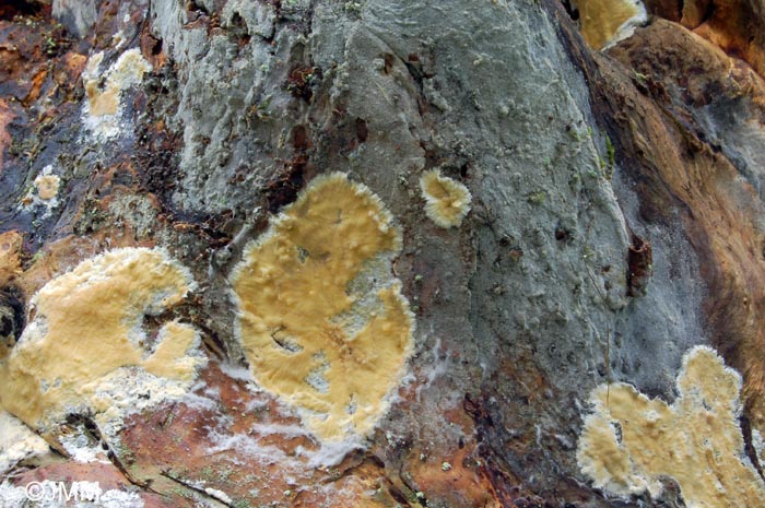 Botryobasidium medium et Gloiothele citrina 2.jpg