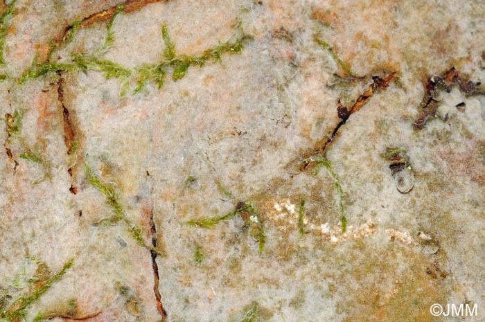 Botryobasidium medium 1.jpg