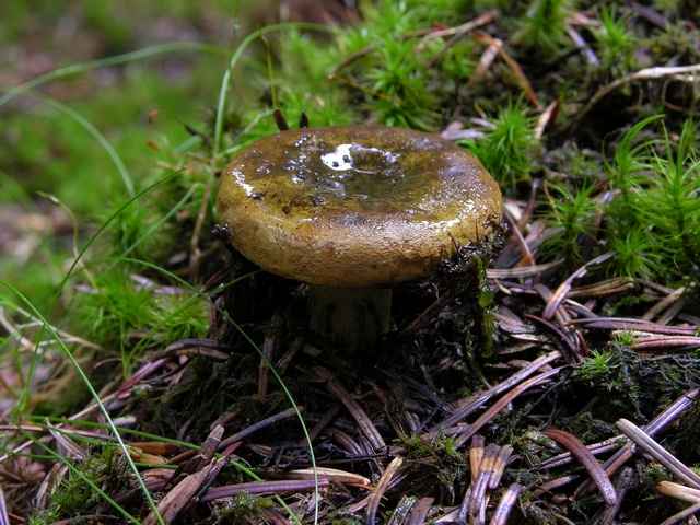 lactarius-necator-00008.jpg