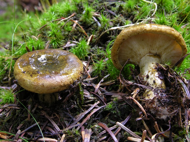 lactarius-necator-00007.jpg
