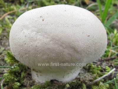 lycoperdon-pratense3.jpg