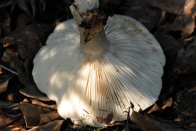 Lactarius_vellereus_-_Lindsey_1b.jpg
