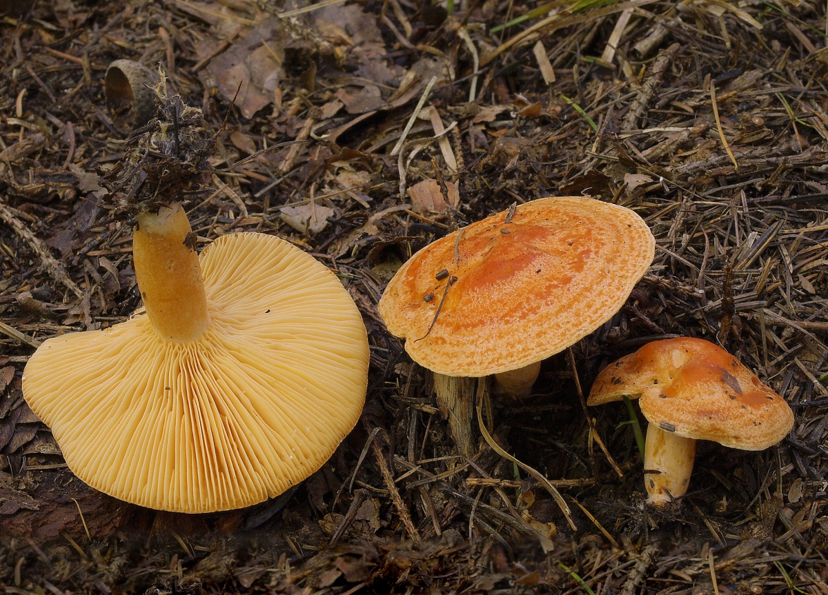 2007-09-23_Lactarius_porninsis_1.jpg