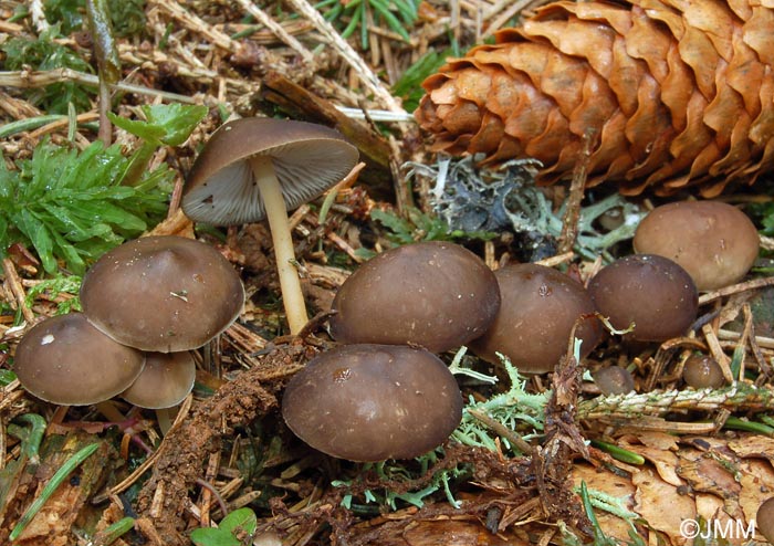 Strobilurus esculentus 5.jpg