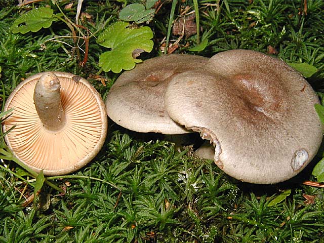 Lactarius_pyrogallus.jpg