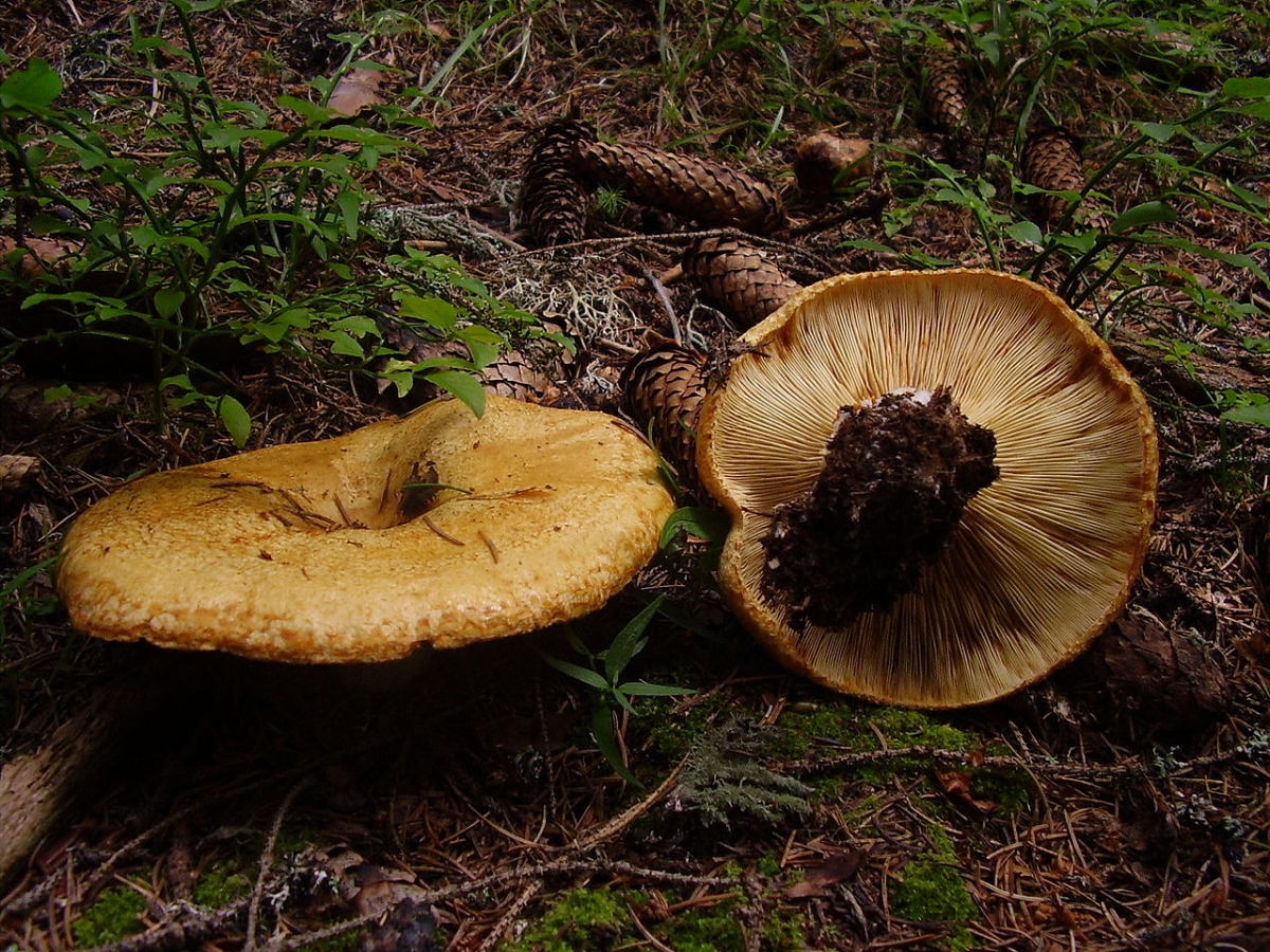1280px-Lactarius_scrobiculatus.JPG