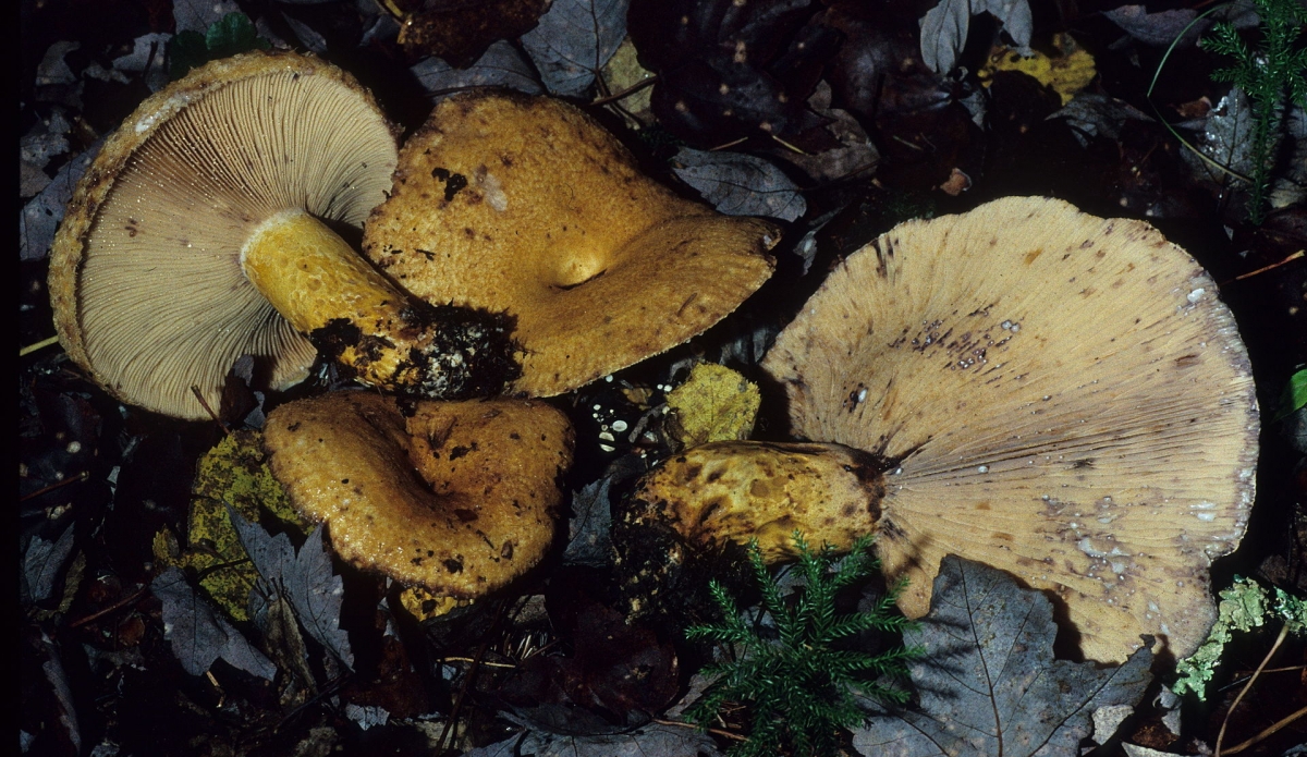 Lactarius_repraesentaneus_72459.jpg