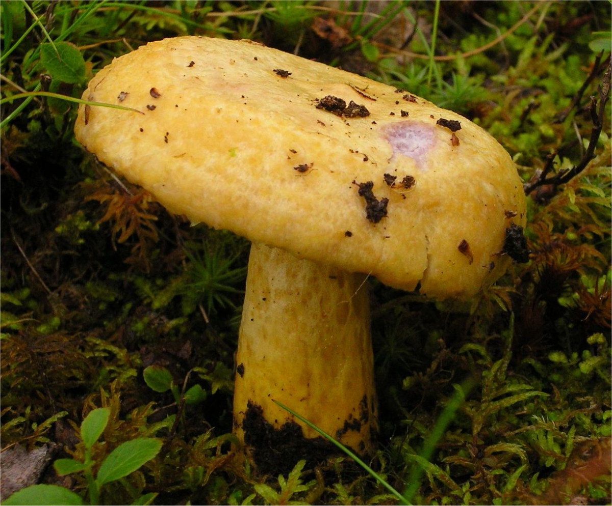 Lactarius_repraesentaneus_73826.jpg