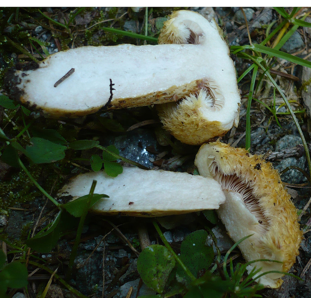 Lactarius_representaneus_41559_edit.jpg