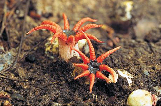 Asero? coccinea Imazeki & Yoshimi ex Kasuya 2.png