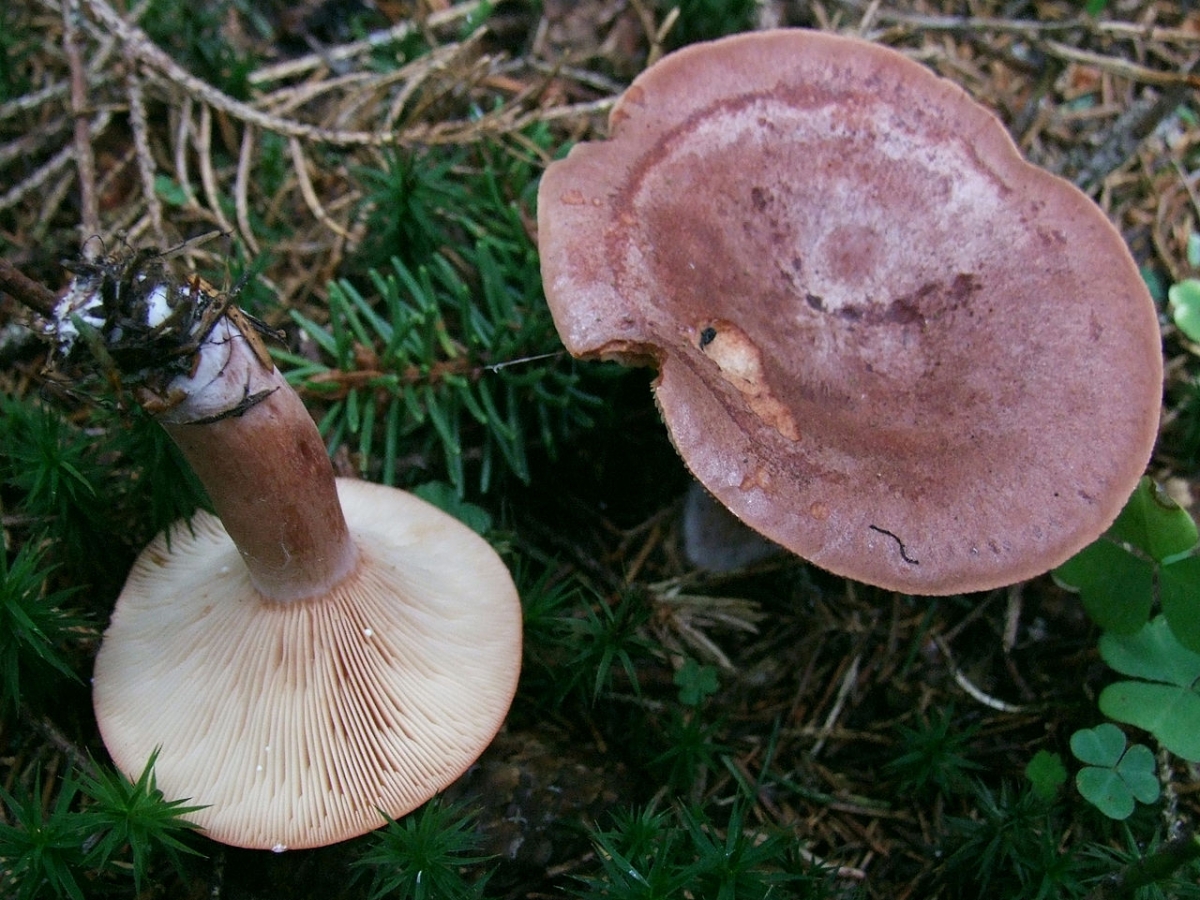 1280px-Lactarius_rufus_T66.jpg