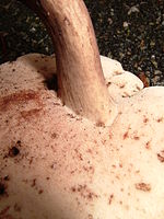 150px-Tylopilus_alboater_107377.jpg