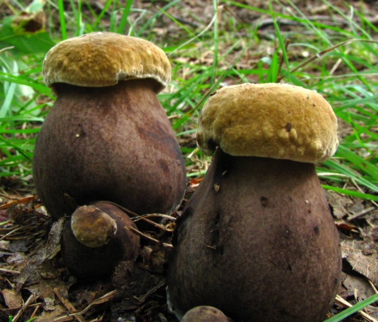 Tylopilus_atronicotianus_16698.jpg