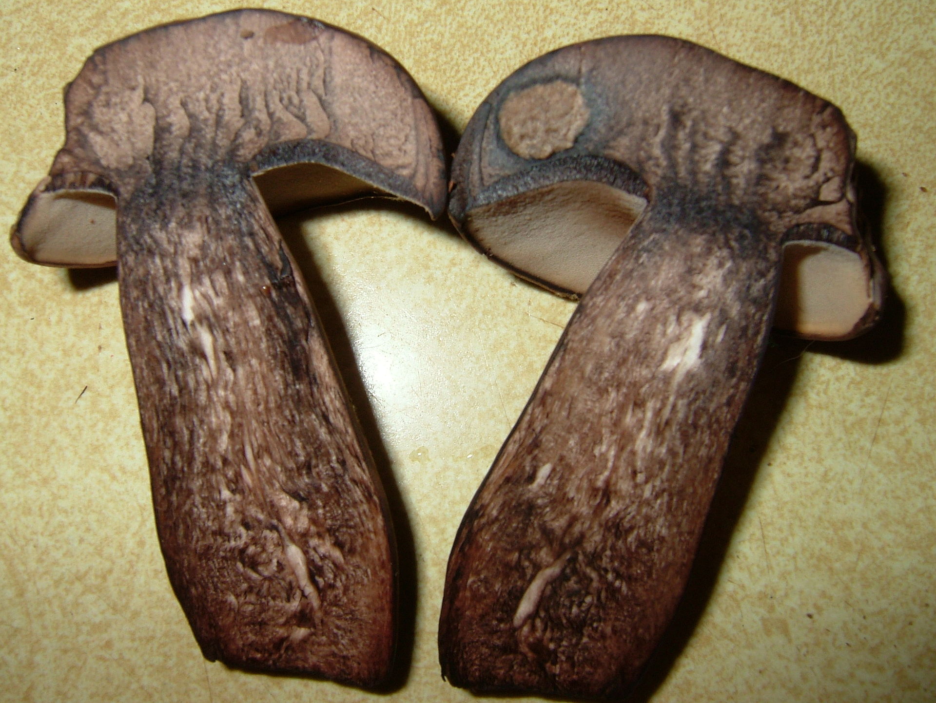 Tylopilus_alboater_162441.jpg