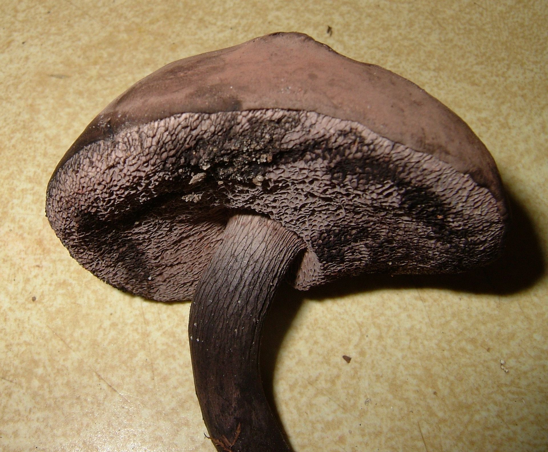 Tylopilus_griseocarneus_161719.jpg