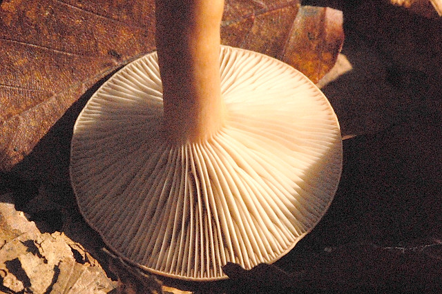 Lactarius_subdulcis_-_Lindsey_1b.jpg