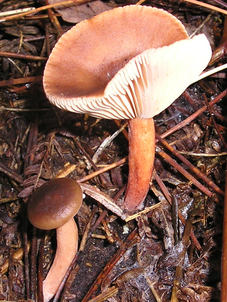 Lactarius_hepaticus_031123w.jpg