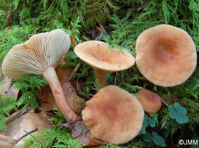 Lactarius theiogalus 5.jpg