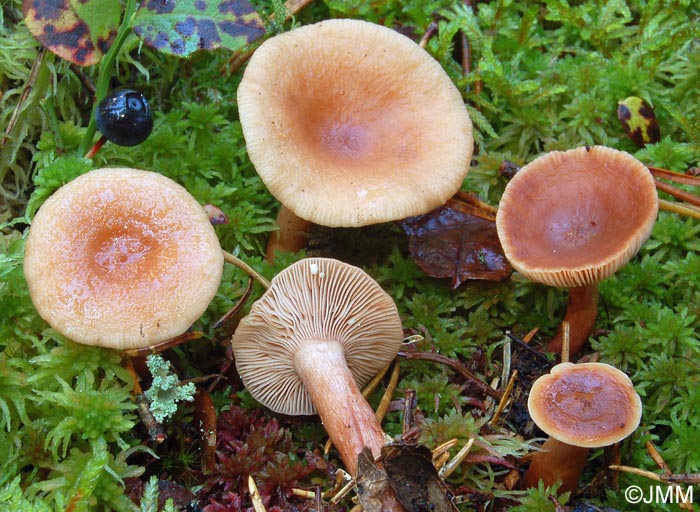 Lactarius theiogalus 3.jpg