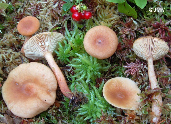 Lactarius theiogalus 7.jpg