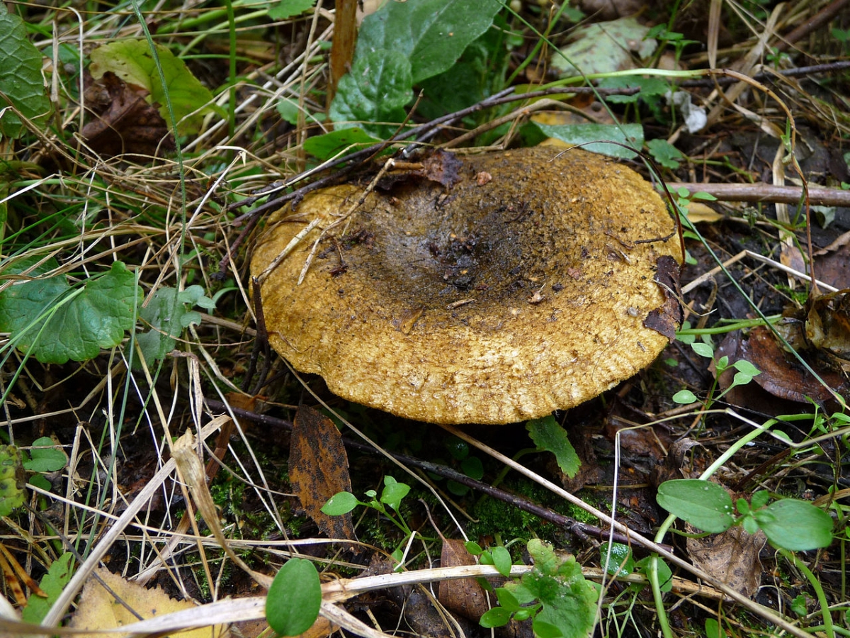 1280px-Lactarius_turpis_2010_G1.jpg