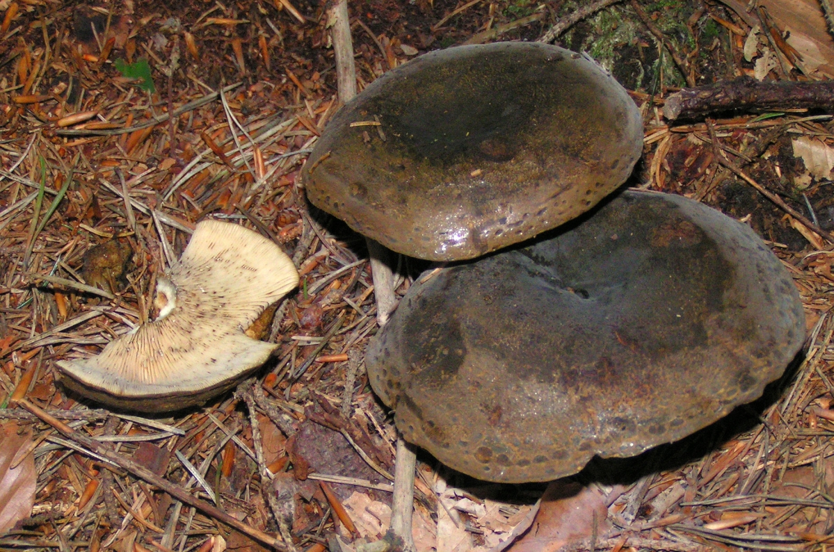 Lactarius_turpis_01.JPG