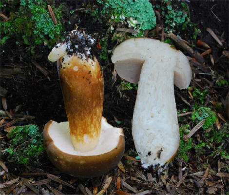 Xanthoconium affine (4)_small.jpg