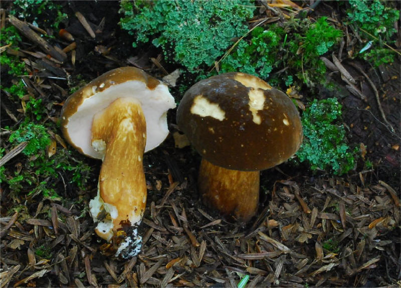 Xanthoconium affine_small.jpg