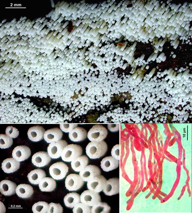 rectipilus_fasciculatus (1).jpg